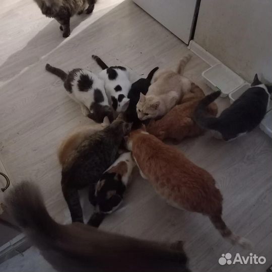 Котята