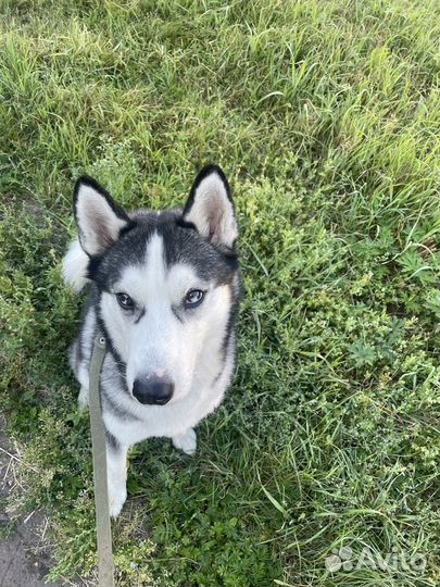 Сибирский хаски