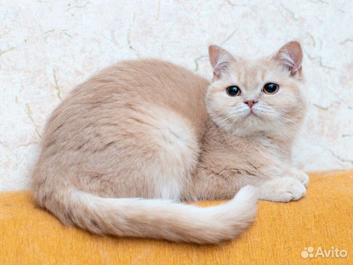 Шотландский котик Еремей