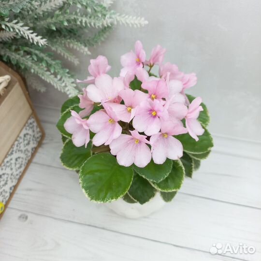 Цветущие сортовые фиалки