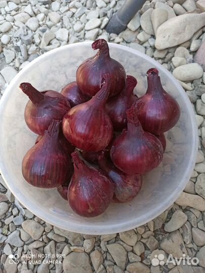 Лук красный с огорода