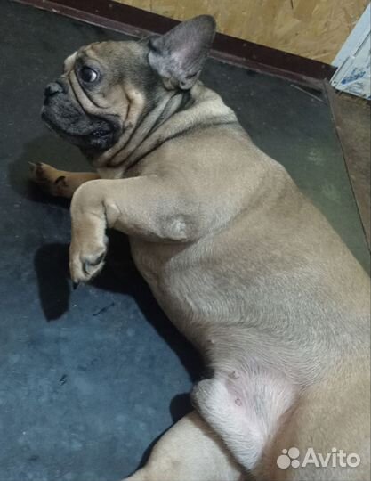 Взрослый француз