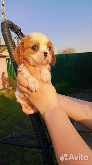 Мальчишки каверы