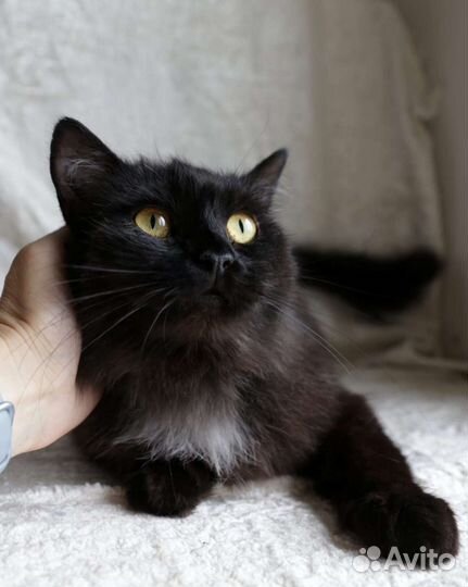 Котик в дар бесплатно