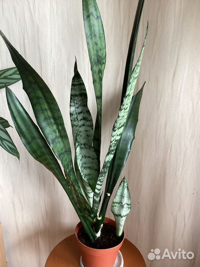 Сансевиерия (щучий хвост)