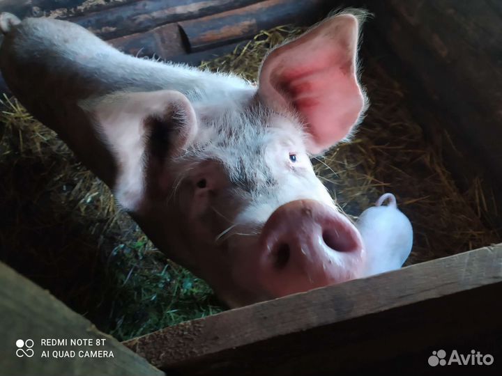 Продам свиноматку