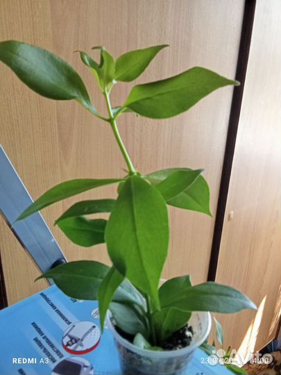 Эсхинантус жар птица