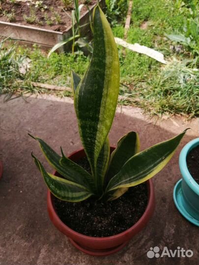 Комнатные цветы с горшком от 250