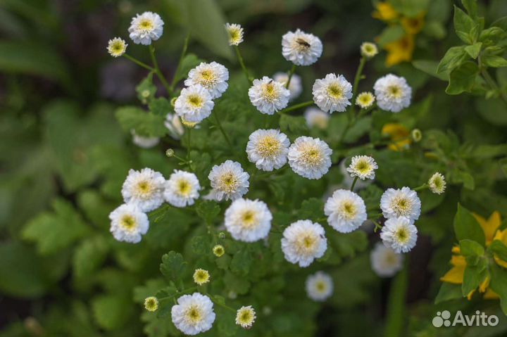 Кустики гипсофилы