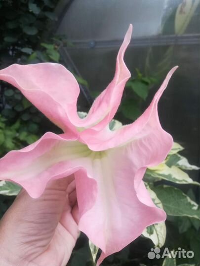 Канна, бругмансия