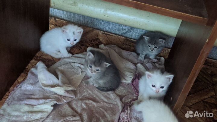 Отдам котят в добрые руки