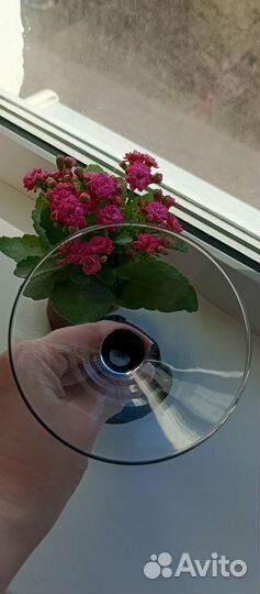 Бокалы для мартини