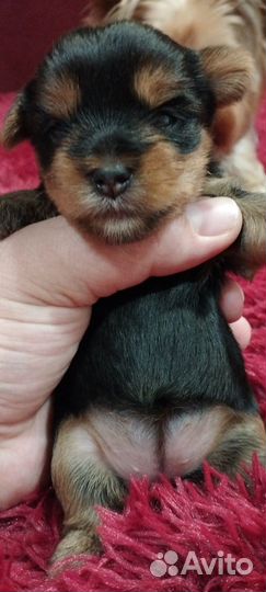 Йоркширский терьер щенки