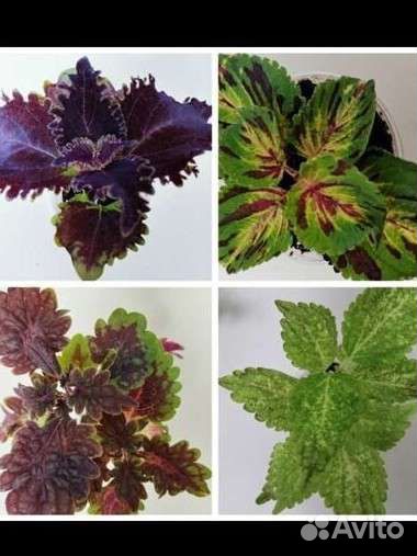 Колеусы вегетативные