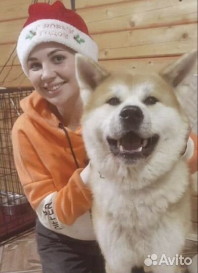 Передержка собак