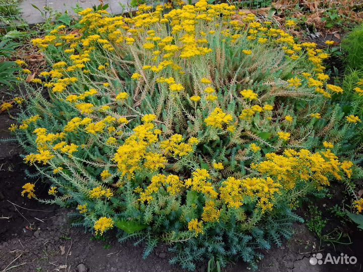 Почвокровник, очиток, седум, молодило, многолетник