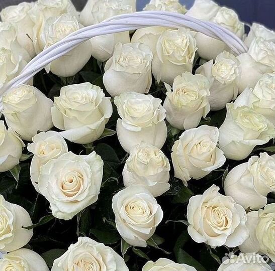 101 Роза Цветы Букеты 51 25 Роз Доставка