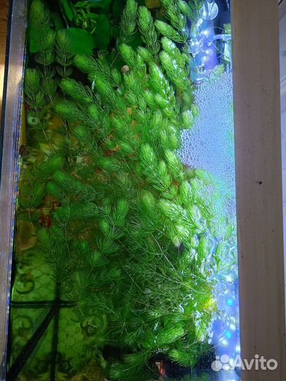 Аквариумное растение 