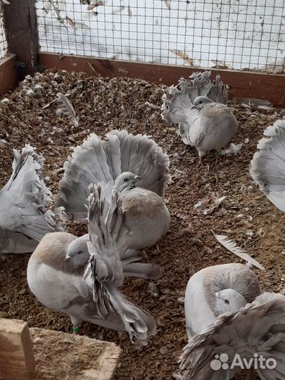 Голуби павлины ленточные