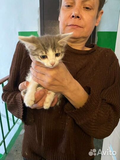 Возьмите котят