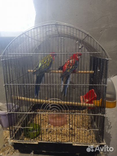 Попугаи, розеллы, певчие