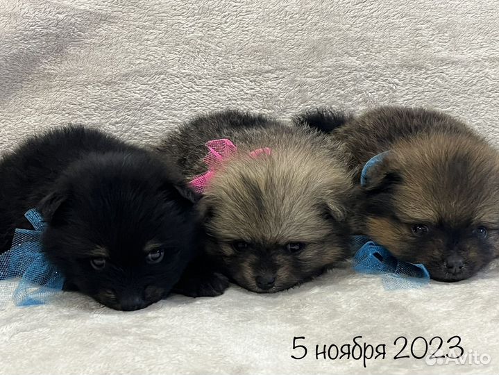 Очаровательные шпицы