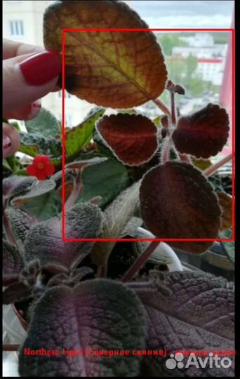 Эписции сортовые