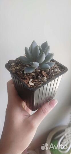 Суккулент пахиверия