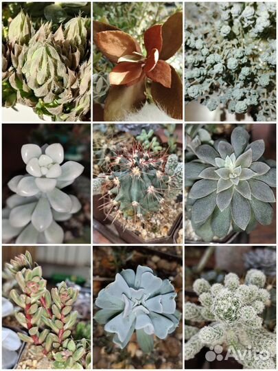 Суккуленты