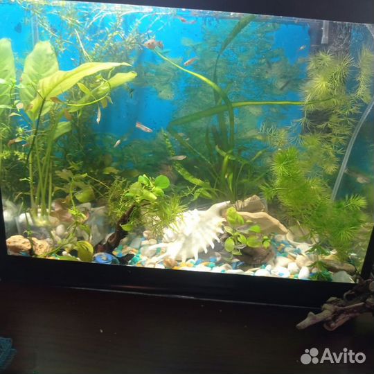 Аквариумы качественные полной комплектации