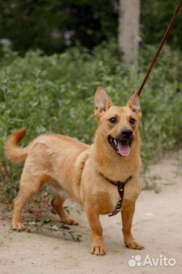 Рыжее счастье ищет семью