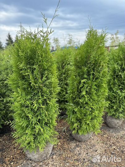 Туя Брабант