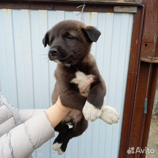 Собака в добрые руки