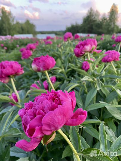 Пион Феликс Суприм (корни/делёнки)