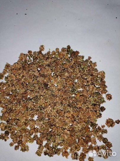 Семена кормовой свеклы