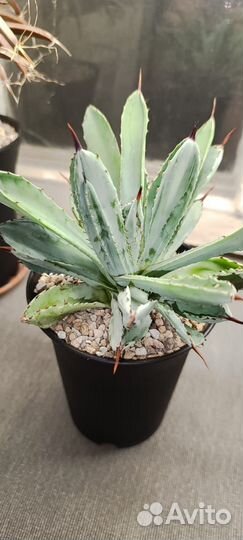 Агава Кубик