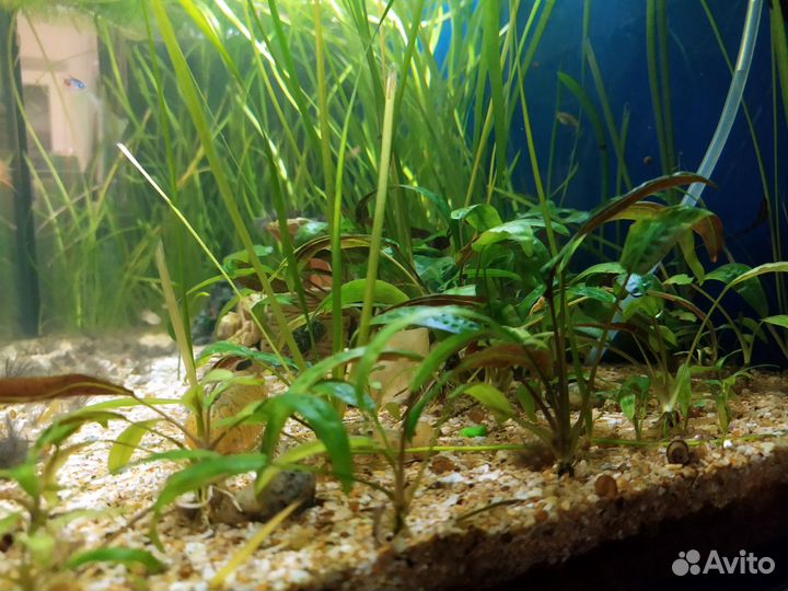 Криптокорина родственная (Cryptocoryne affinis)