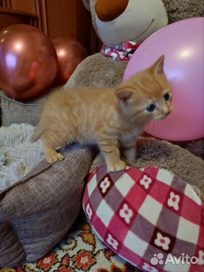 Рыжий котенок девочка