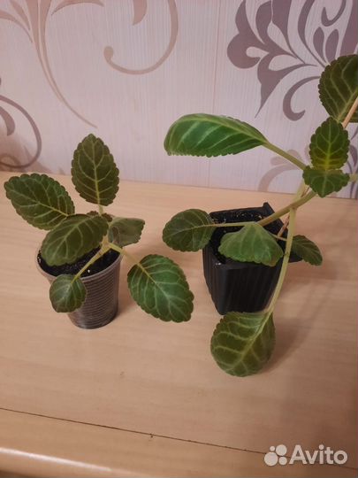 Глоксинии детки