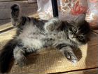Продажа Сибирских котят объявление продам