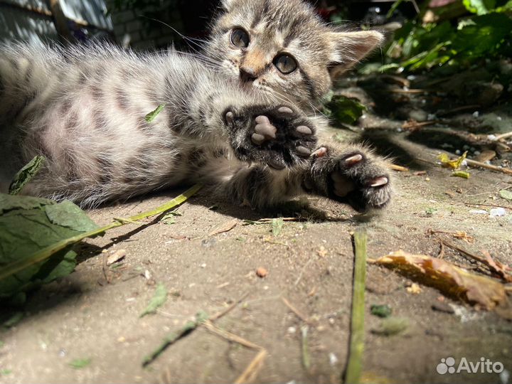 Котенок ищет любящего хозяина