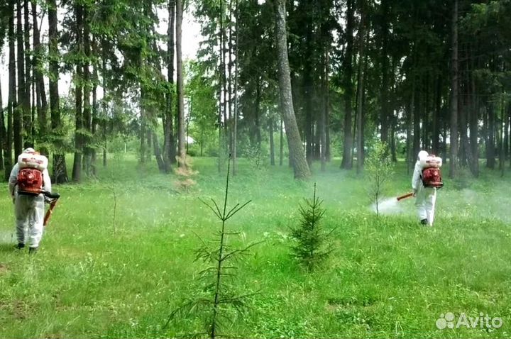 Уничтожение клопов тараканов грызунов грибка плесе