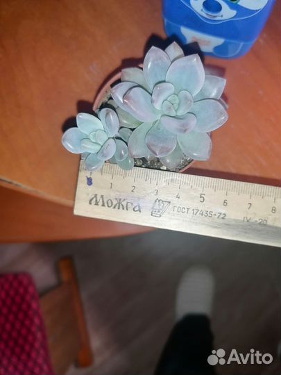 Эхеверия