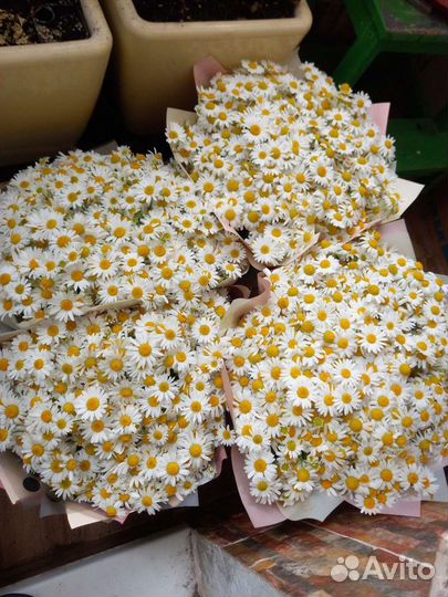 Ромашки Полевые