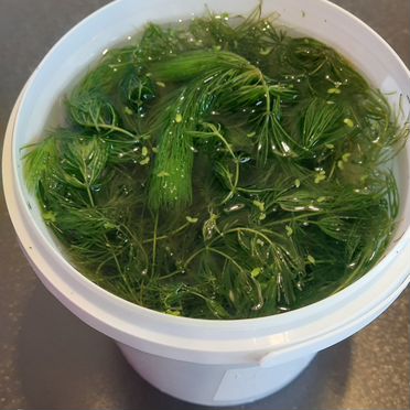 Водоросли для аквариума
