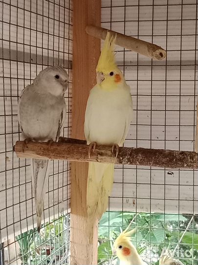 Кареллы разные