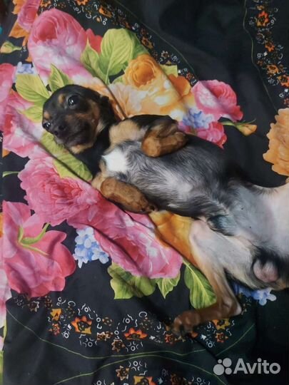 Мини той-терьер вязка