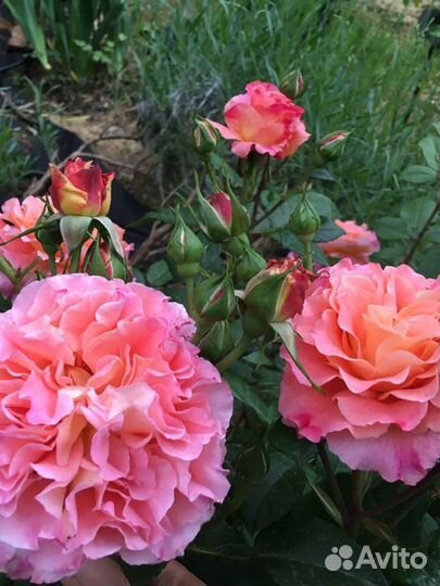 Розы Аспирин и тд собственно корневые саженцы