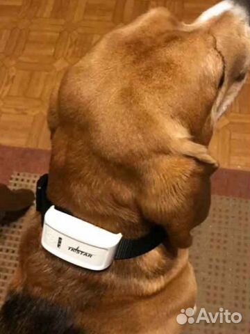 GPS ошейник для собак