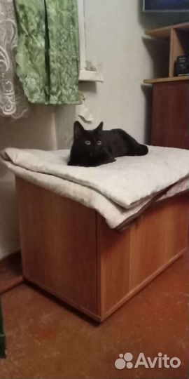 Котик в добрые руки